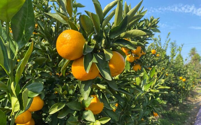 Fruit tree