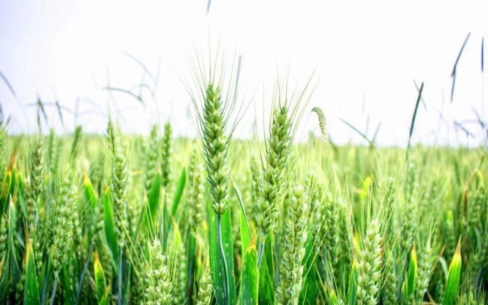 Grain