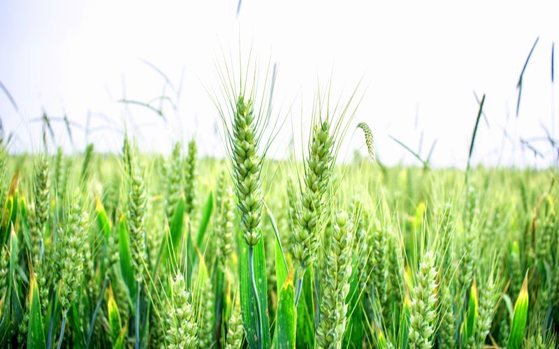 Grain