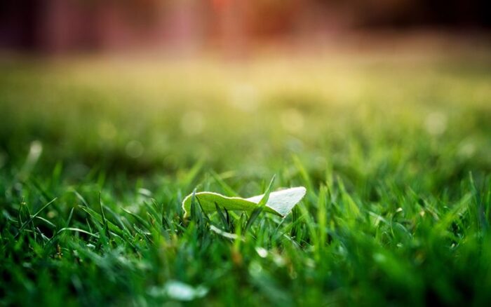 Lawn