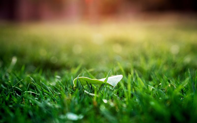 Lawn