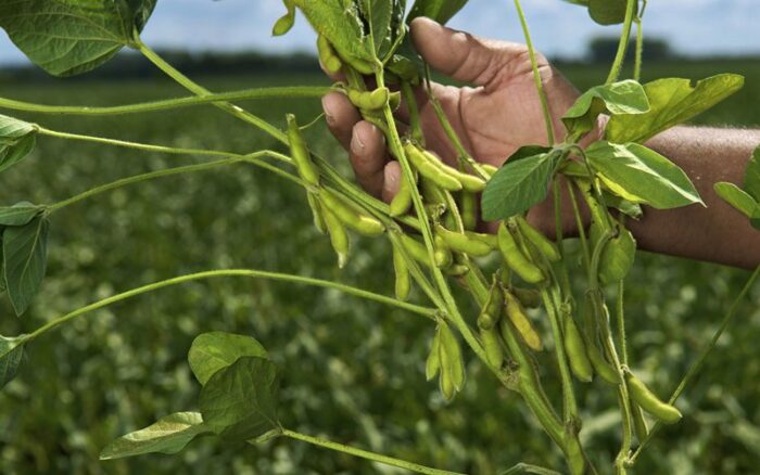 Legumes