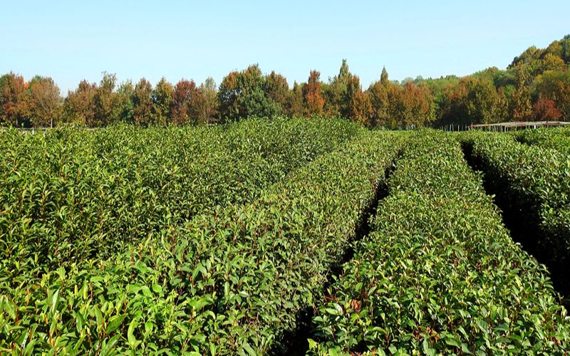 Tea tree