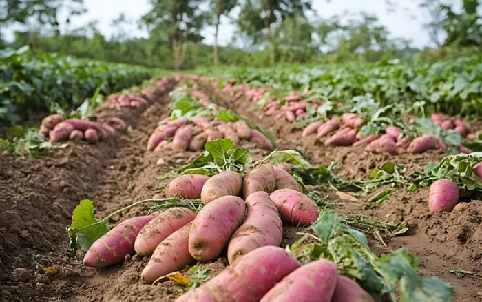 Tubers