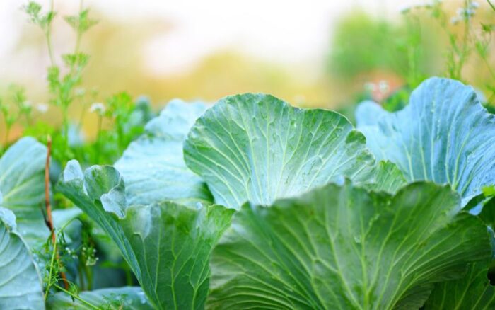 Vegetables