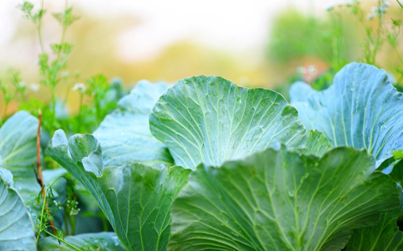 Vegetables